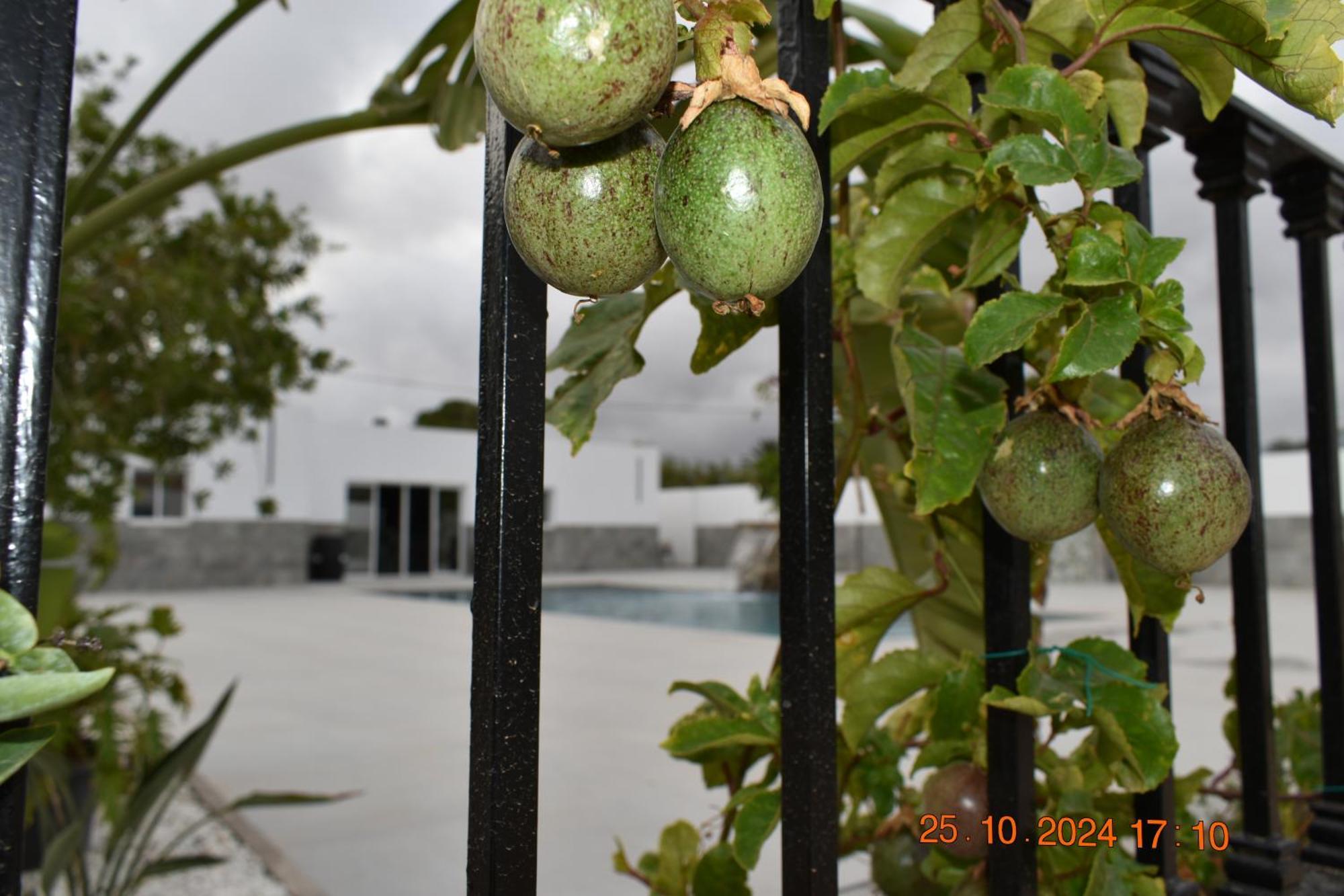 Entre Olivos * Nijar